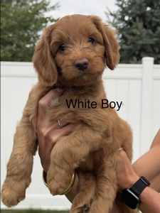 White boy